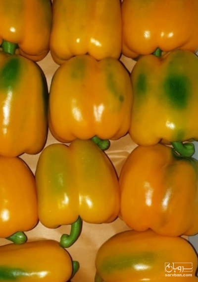 فروش فلفل دلمه ای رنگی