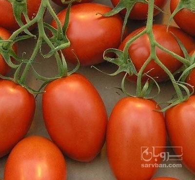 فروش گوجه فرنگی چری