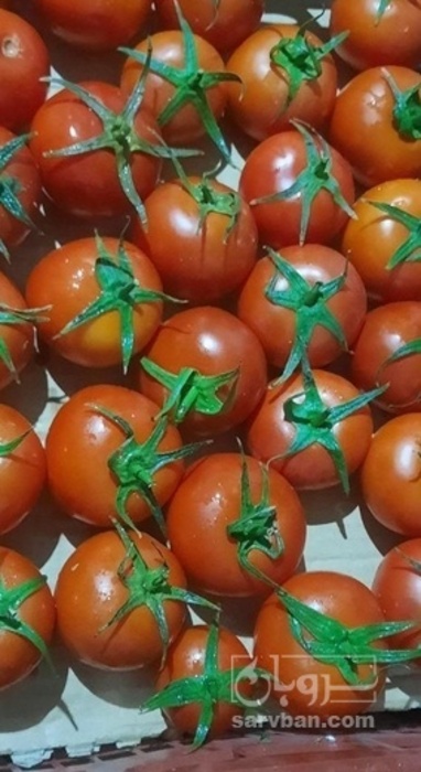 فروش گوجه فرنگی گیلاسی