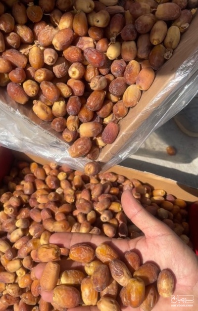 فروش خرما