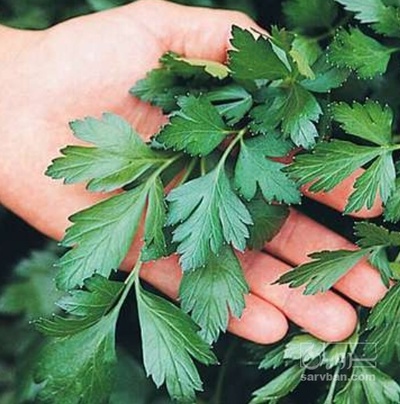 فروش جعفری صادراتی