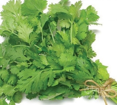 فروش گشنیز صادراتی