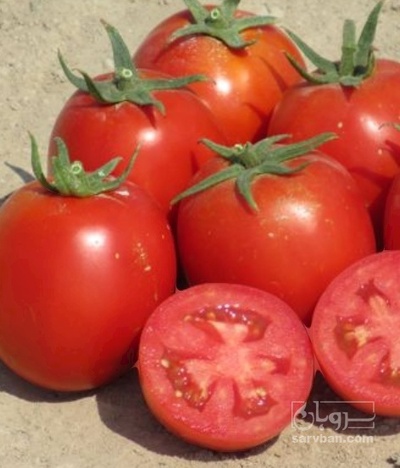 فروش گوجه فرنگی هوای ازاد