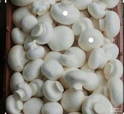 فروش قارچ دکمه ای