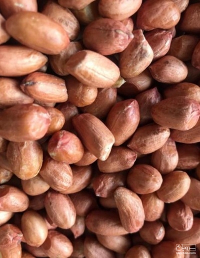 فروش بادام زمینی