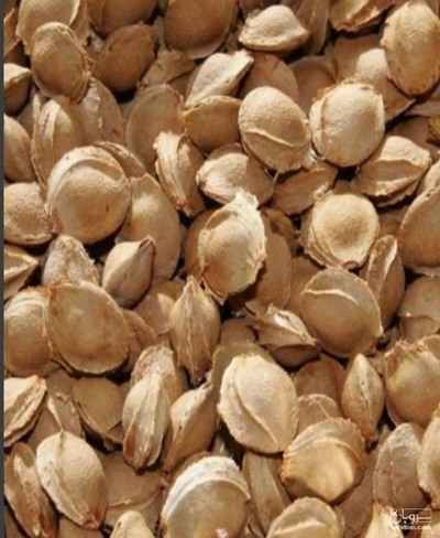 فروش هسته زردآلو