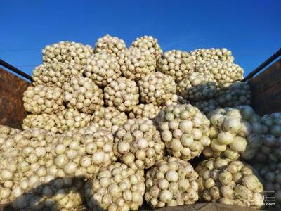 فروش پیاز سفید