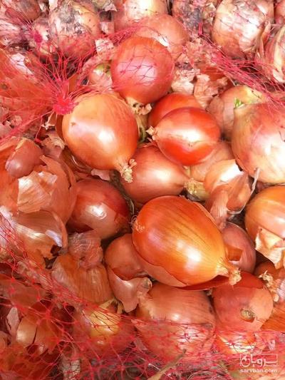 فروش پیاز زرد