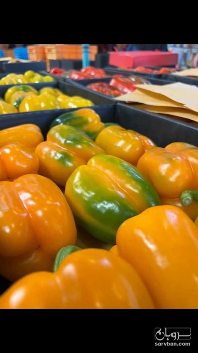 فروش فلفل دلمه ای