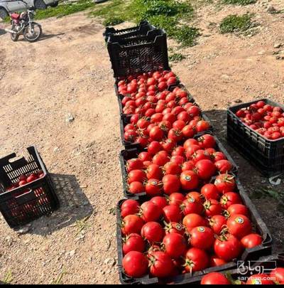 فروش گوجه فرنگی