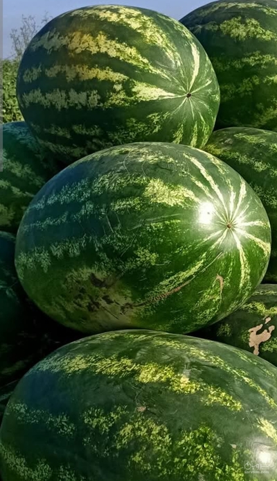 فروش هندوانه