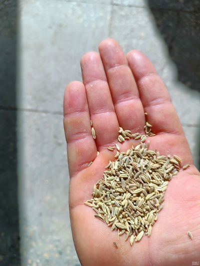 فروش رازیانه