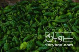 فروش فلفل تند