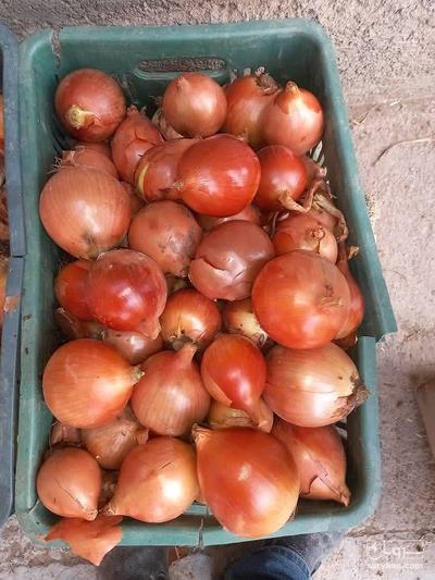 فروش پیاز زرد