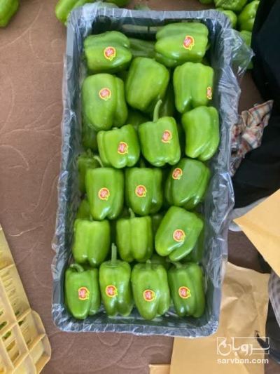 فروش فلفل دلمه ای