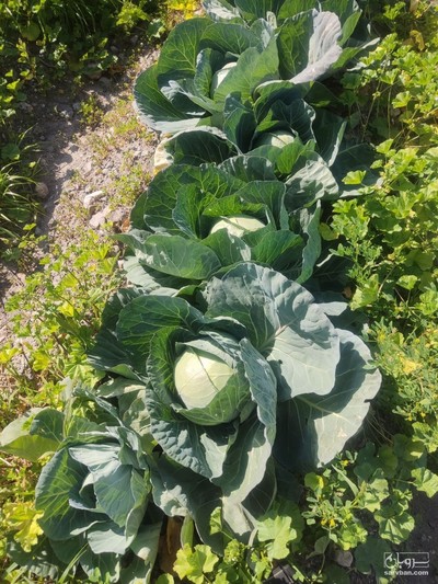 فروش کلم برگی سفید