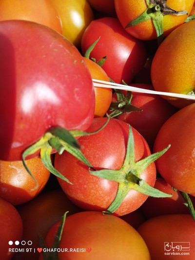 فروش گوجه فرنگی