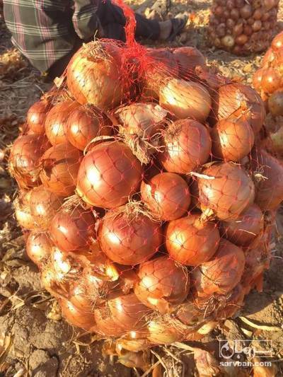 فروش پیاز زرد