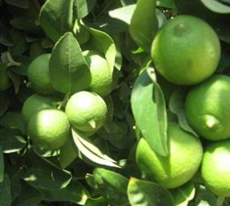 فروش لیموترش