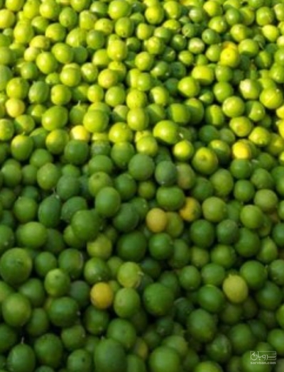 فروش لیموترش