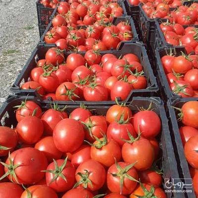 فروش گوجه فرنگی
