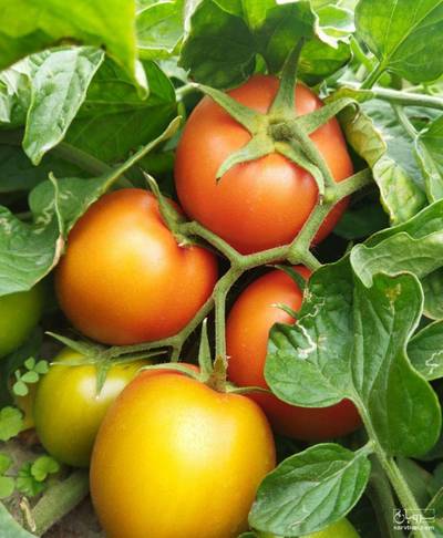 فروش گوجه فرنگی