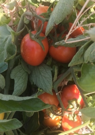 فروش گوجه فرنگی