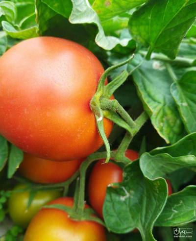 فروش گوجه فرنگی