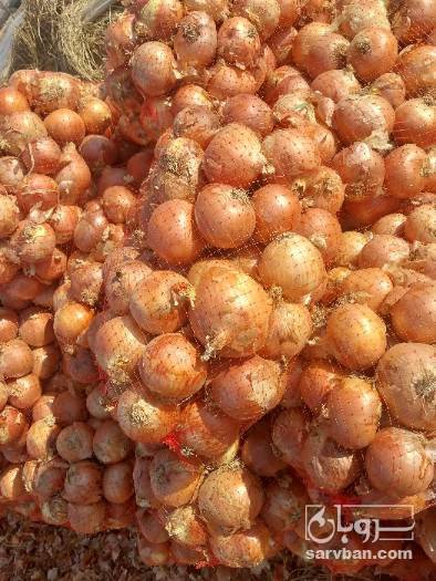 فروش پیاز زرد