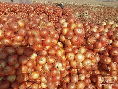 فروش پیاز زرد