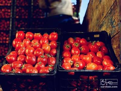 فروش گوجه فرنگی