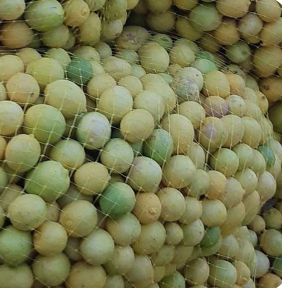 فروش لیمو ترش