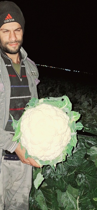 فروش گل کلم