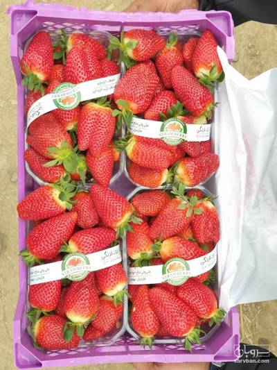 فروش توت بنمیر