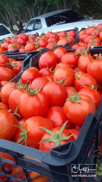 فروش گوجه فرنگی