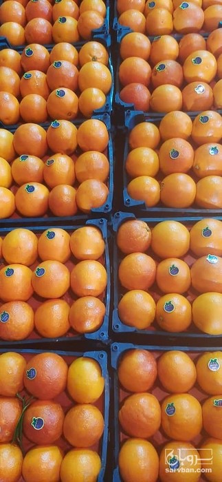 فروش پرتقال خونی