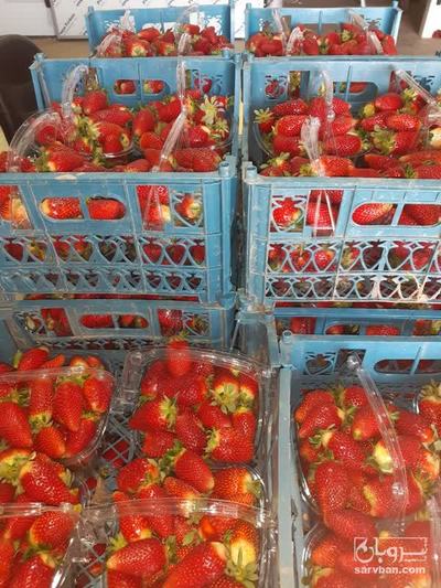 فروش توت فرنگی