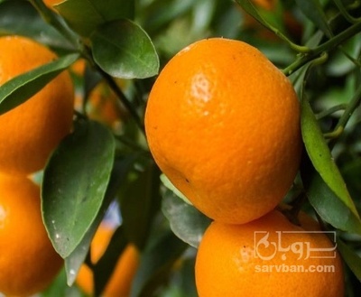 فروش نارنگی ژاپنی