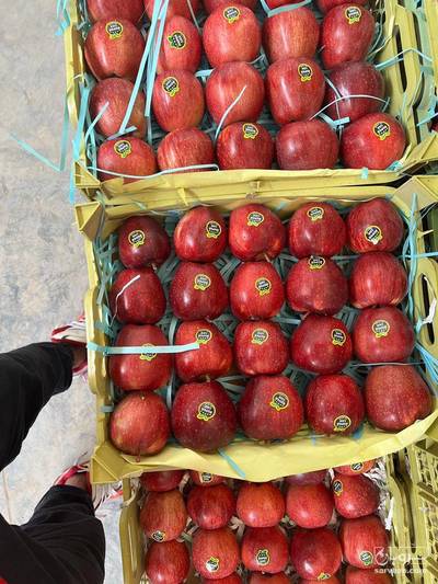 فروش سیب قرمز