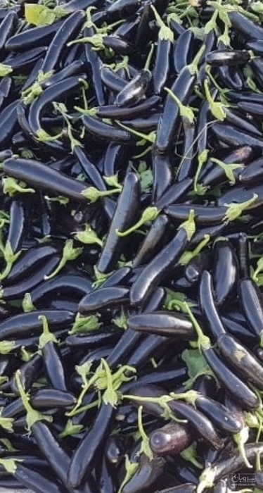 فروش بادمجان