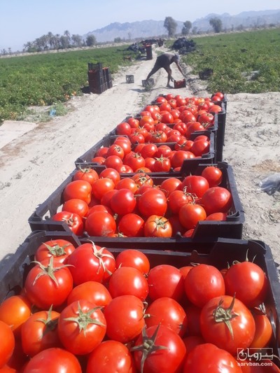 فروش گوجه فرنگی