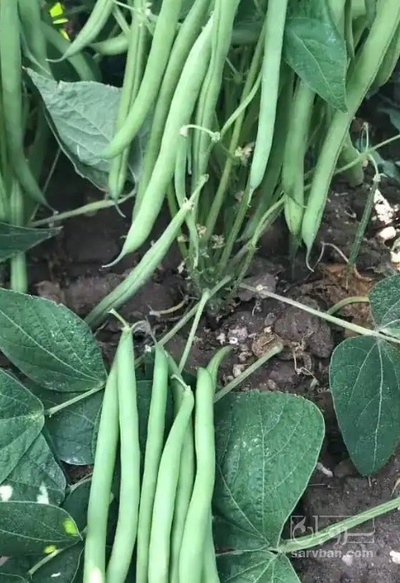 فروش لوبیا سبز