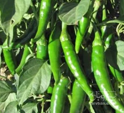 فروش فلفل سبز تند