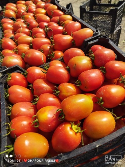 فروش گوجه فرنگی