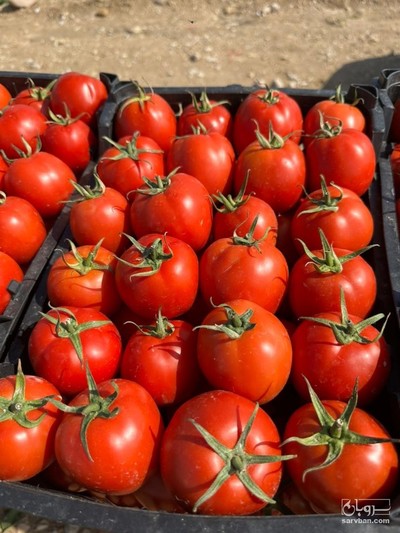 فروش گوجه فرنگی