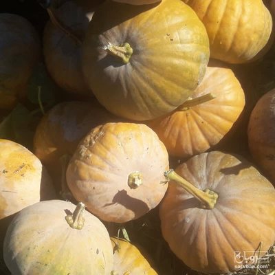 فروش کدو حلوایی