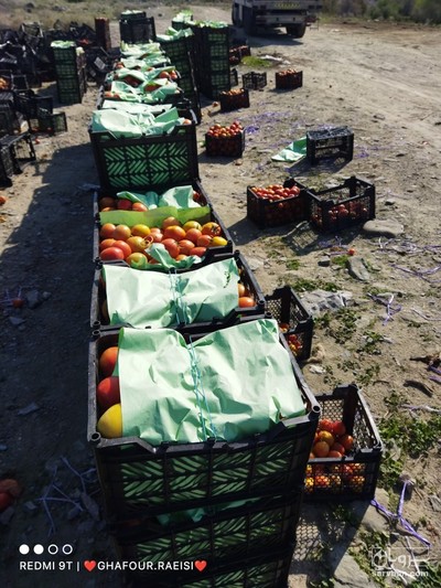 فروش گوجه فرنگی