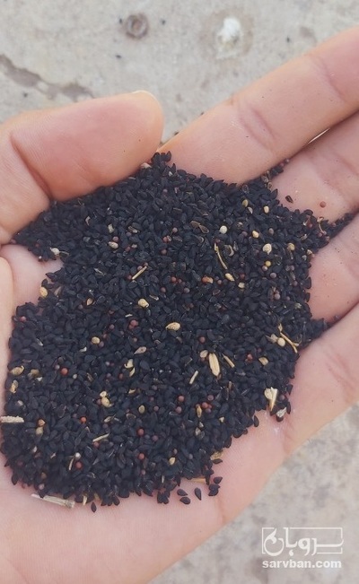 فروش سیاهدانه