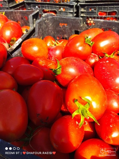 فروش گوجه فرنگی