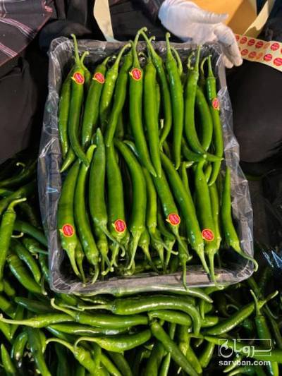 فروش فلفل شمشیری